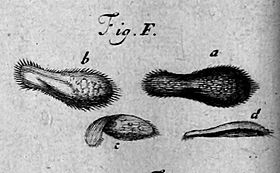 Paramecium from Philosophical Transactions 1703