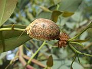 Paropsis atomaria eggs