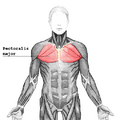 Pectoralis major