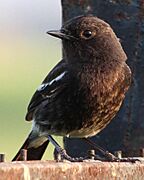 Pied bush chat near Chandigarh