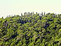 Pinus halepensis forest, near Dubrovnik, Croatia - Stiller Beobachter