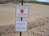 Piping plover