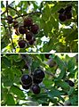 Pleiogynium timorense plums 1