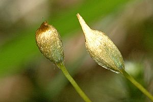 Polytrichum.juniperinum.female