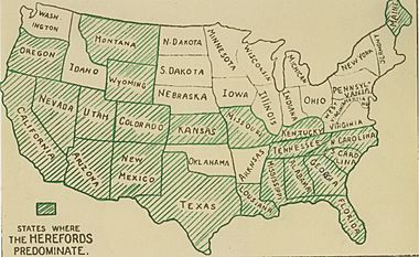 Predominance of Herefords in the U.S.A