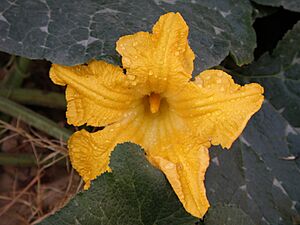 Pumpkin flower