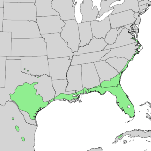 Quercus virginiana range map 1.png