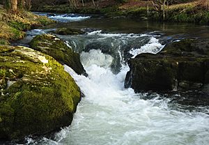 River Walkham near Buckator