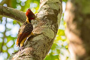 Rufous-headed woodpecker-Celeus spectabilis
