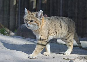 Sandkat1 (Felis margarita)