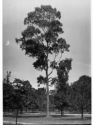 Scolopia Brownii Specimen, Botanic Gardens(GN12371)