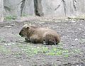 Sichuan Takin baby