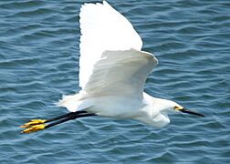 SnowyEgretBolsa