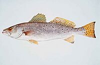 Spotted seatrout fish cynoscion nebulosus.jpg