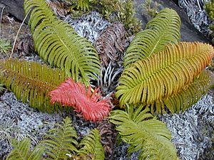 Starr 011114-0067 Sadleria cyatheoides.jpg