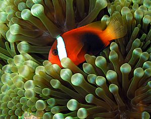 Tomato anemonefish