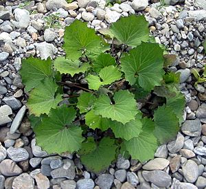 Tussilago farfara bgiu