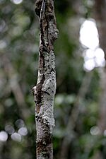 Uroplatus Sikorae Analamazaotra Forest Madagascar