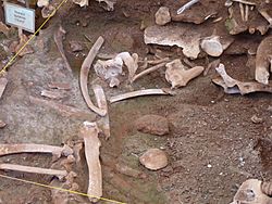 Vore Buffalo Jump bones