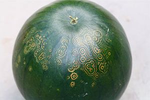 Watermelon mosaic virus ringspots on watermelon.jpg