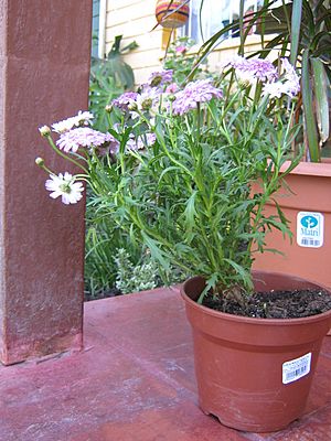 Argyranthemum frutesc 016