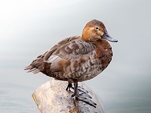 Aythya ferina (female), Krasnodar, Russia.jpg