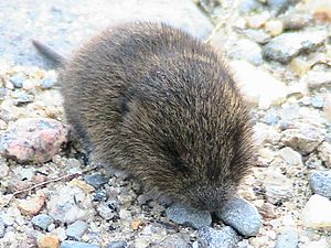 Baby meadow vole