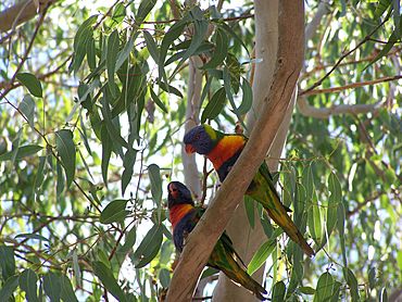 Birds perry lakes wa.jpg