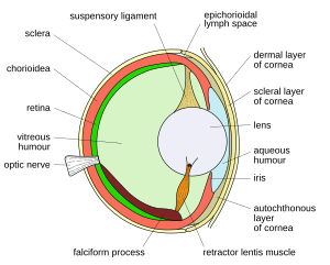 Bony fish eye multilang