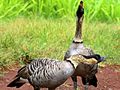 Branta sandvicensis-pair calling