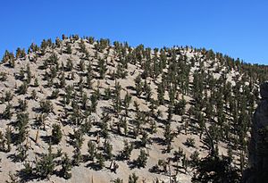 Bristlecone hillside