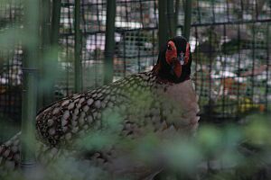 Cabot's Tragopan