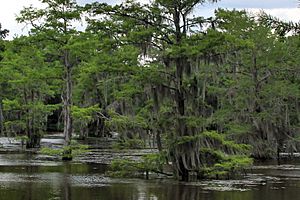 Caddo lake trees