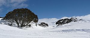 Charlotte Pass, winter view