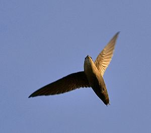 Chimney swift overhead.jpg