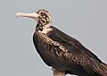 Christmas Island Frigatebird.JPG