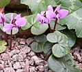 Cyclamen parviflorum