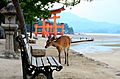 Deer near the Tori gate