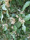 Elaeagnus umbellata1.jpg