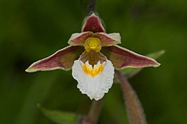 Epipactis palustris-01-Kaernten-2008-Thomas Huntke