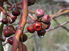 Eucalyptus haemastoma IMG 2409 (1391074461)