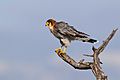 Falco chicquera (Etosha, 2012)