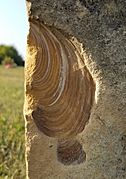 Fencepost limestone Inoceramus labiatus 20170724