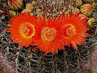 Ferocactus wislizeni338980330