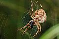 Garden orbweaver with prey