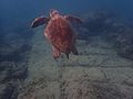 GreenTurtle TyreSourLebanon SubmergedAncientHarbour RomanDeckert18102019