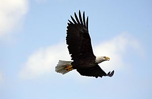 Haliaeetus leucocephalus in flight over KSC