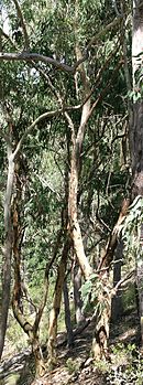 Hillgrove Gums