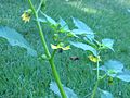 Honeybee and tomatillo flowers