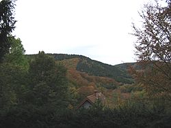 Huertgen Forest